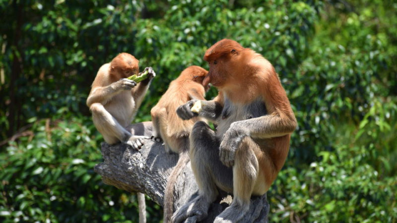 Fascinující primáti na ostrově Borneo