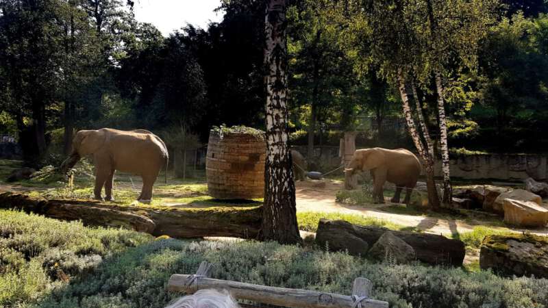 Sloni jsou velkou atrakcí každé zoo