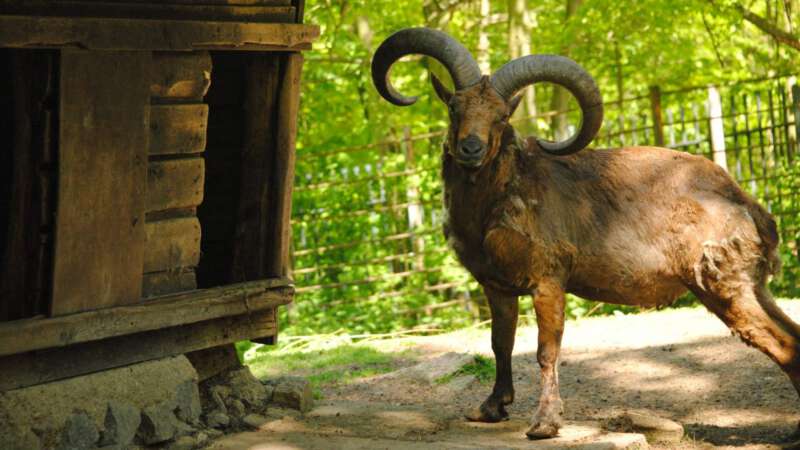 Uvnitř zoo Liberec