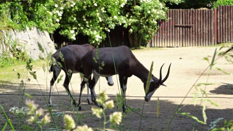 Zoo Liberec má unikátní chov kopytníků
