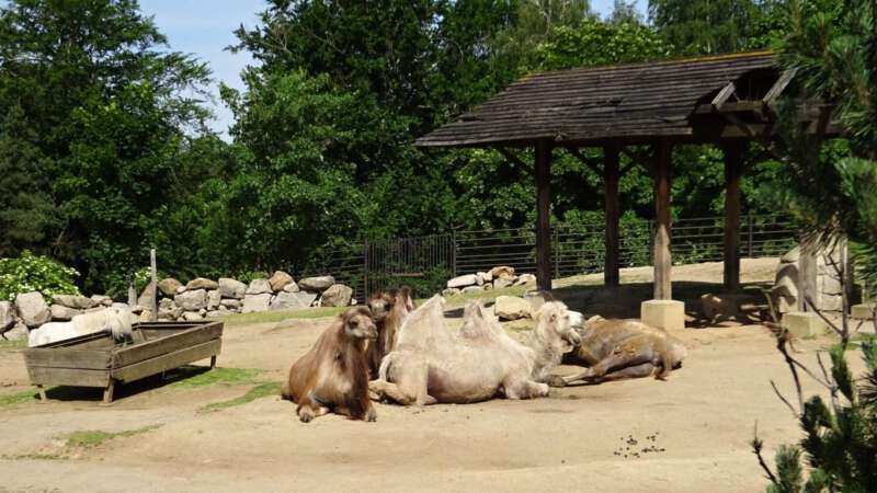 V zoo panuje pohodová atmosféra