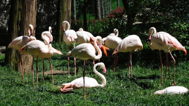 Nádherní plameňáci nesmí chybět v žádné zoo