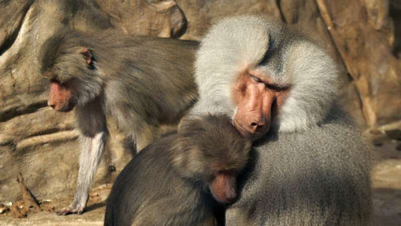 V zoo chovají šimpanze, paviány a další opice