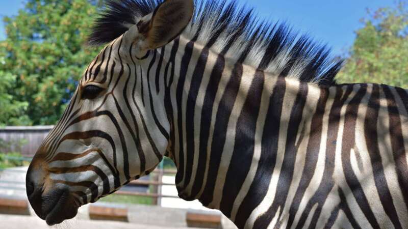 Zoo Ústí nad Labem je skvělá pro rodiny