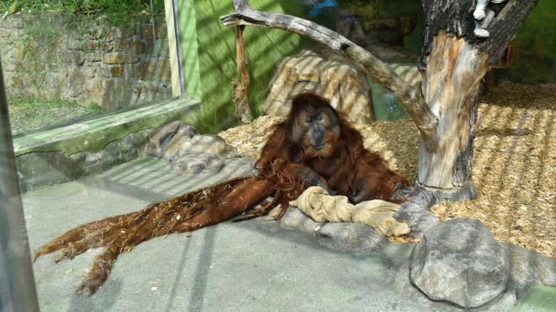 Orangutan Ňuňák si zahrál ve filmu