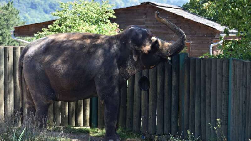 Sloni jsou oblíbeným zvířetem každé zoo