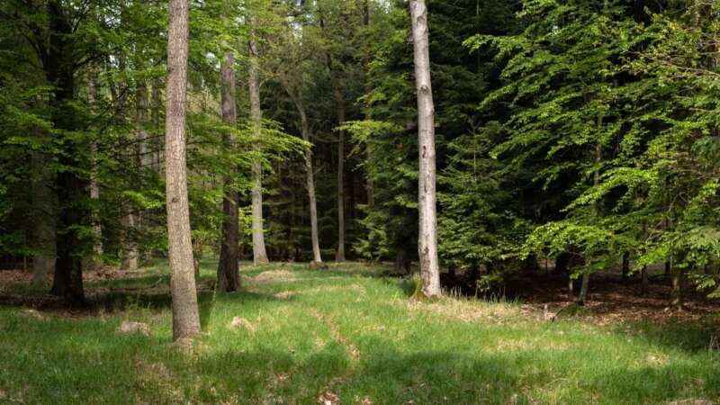 Voděradské bučiny mají obrovskou energii