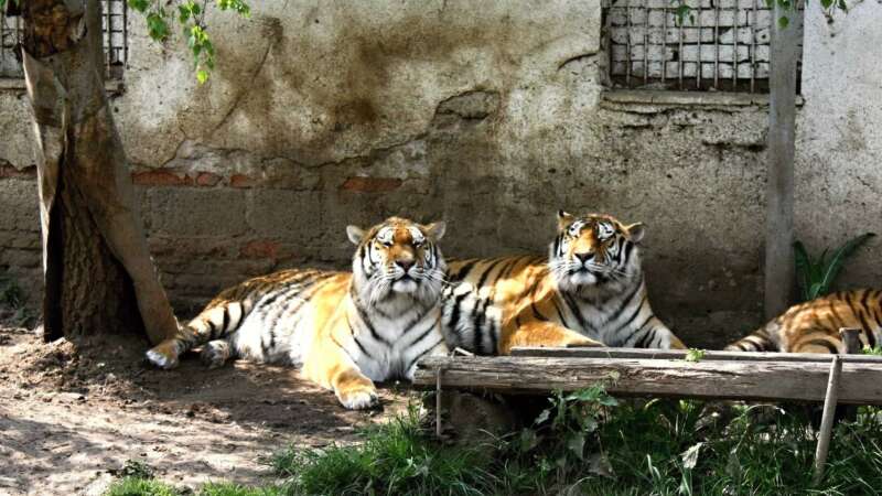 Ringelland je malá, ale krásná zoo