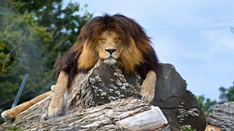 Lev je pravou dominantou zoo