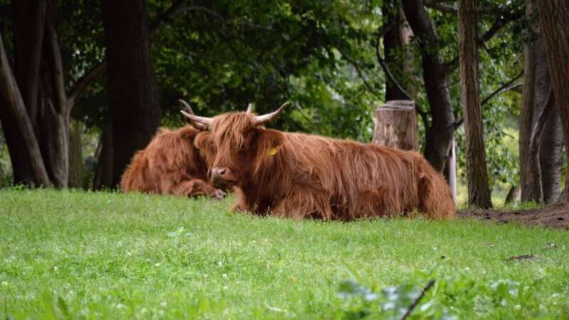 Zoo má rozlohu 10 hektarů