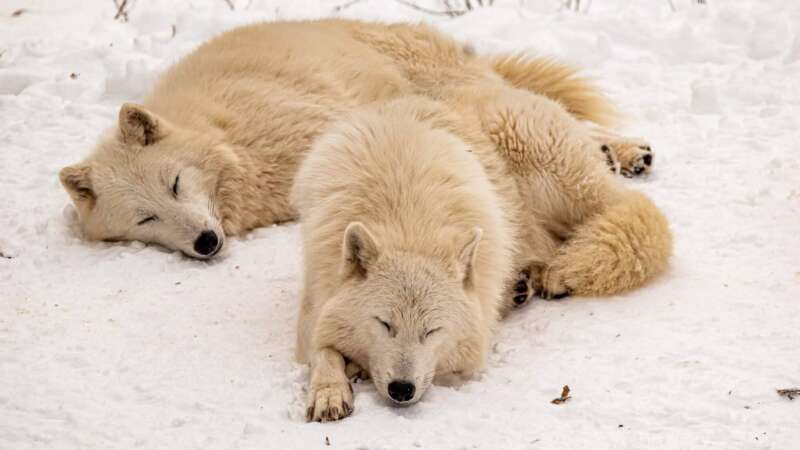 Vlci jsou chloubou zoo Olomouc