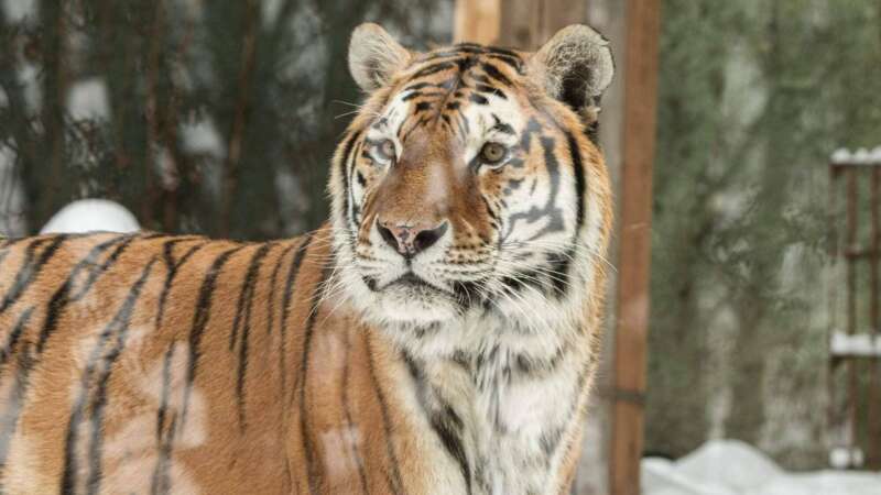Nádherný tygr v zoo Olomouc