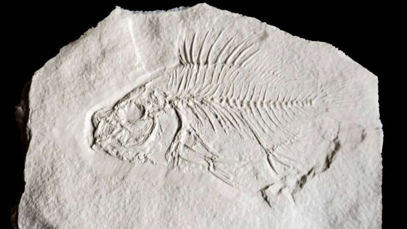 Muzeum samozřejmě ukazuje i přírodní zajímavosti