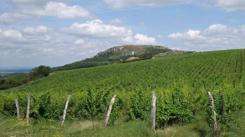 Stolová hora je obklopena vinicemi