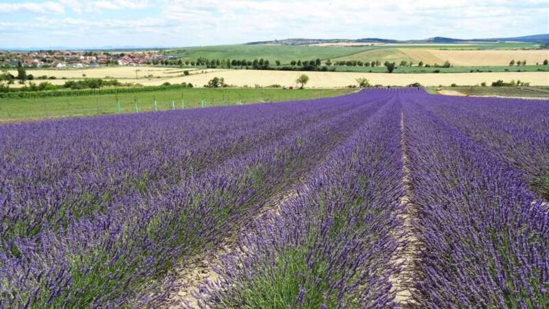 Levandulová farma v květu je opravdu nádherná