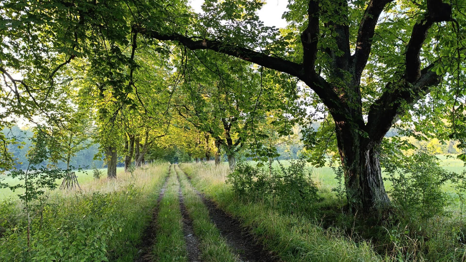 Lánská obora - Vstup, info a naučná stezka