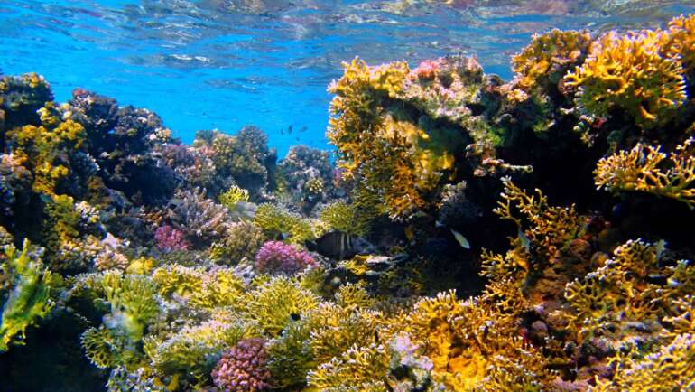 Korálové útesy Marsa Alam jsou plné barev