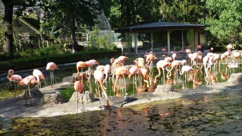 Zoo Drážďany patří mezi středně velké zoologické