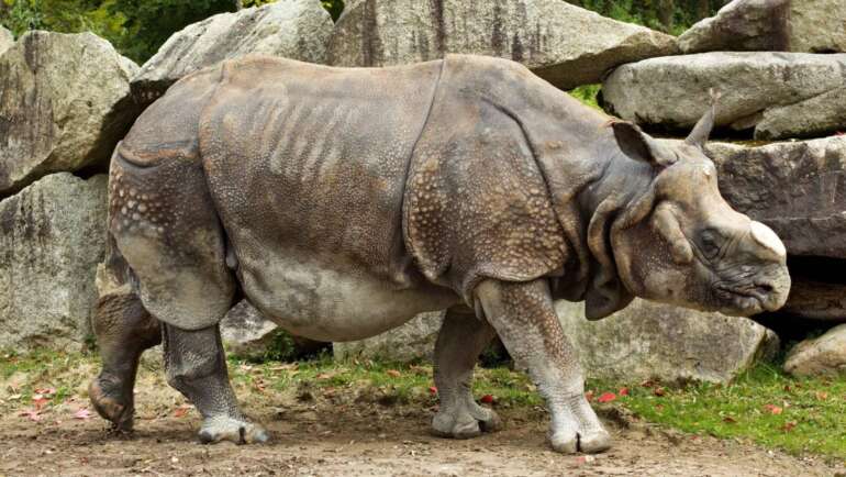 Zoo Mnichov chová i velmi vzácné jednorožce