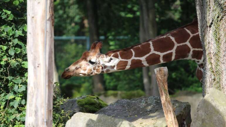 Mám rád krásnou atmosféru Zoo Norimberk
