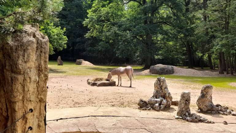 Zoo chová mnoho velmi vzácných živočichů