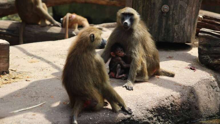 Opice v Zoo Norimberk