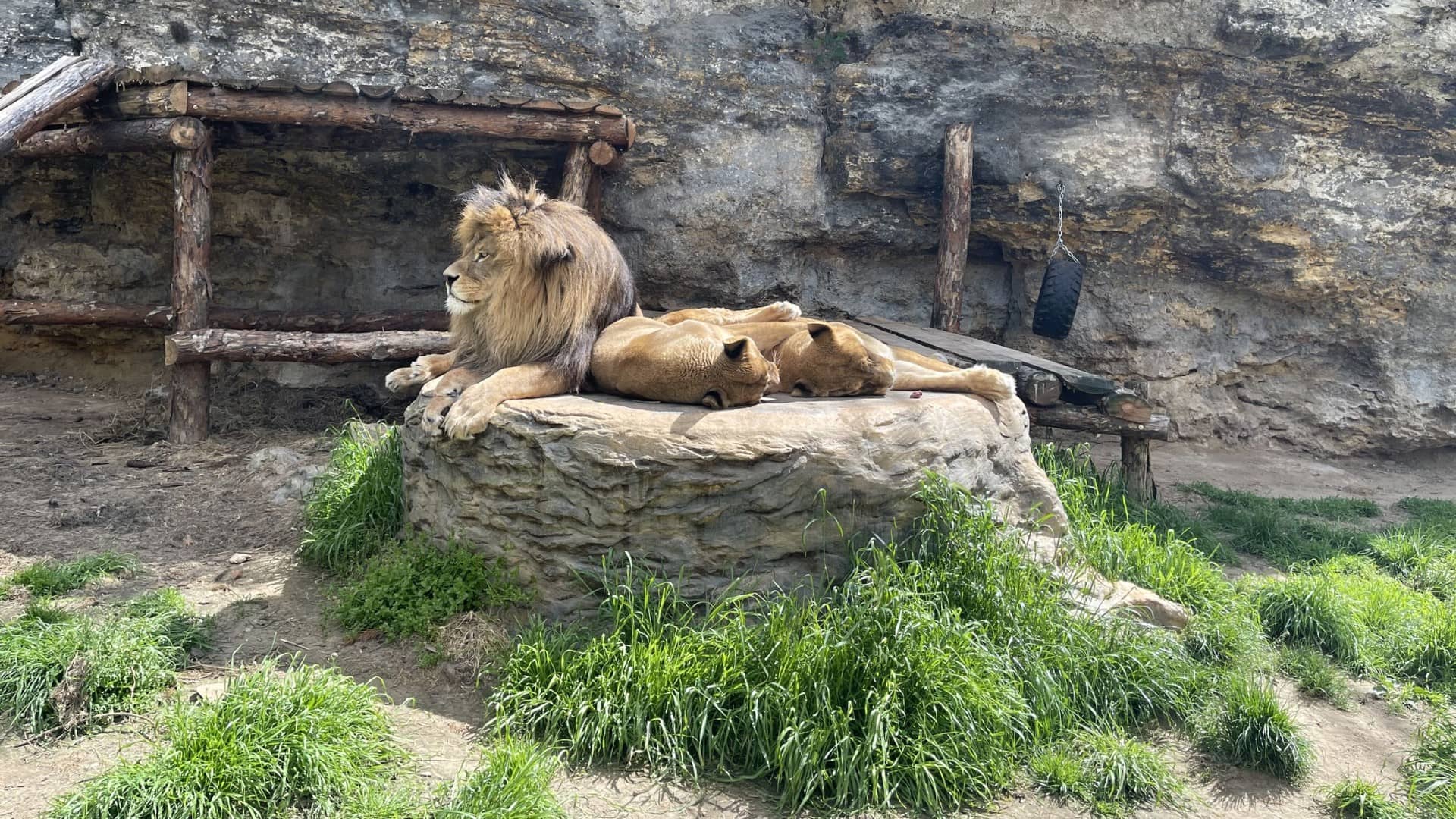 Zoo Bojnice chová i nádherné lvy