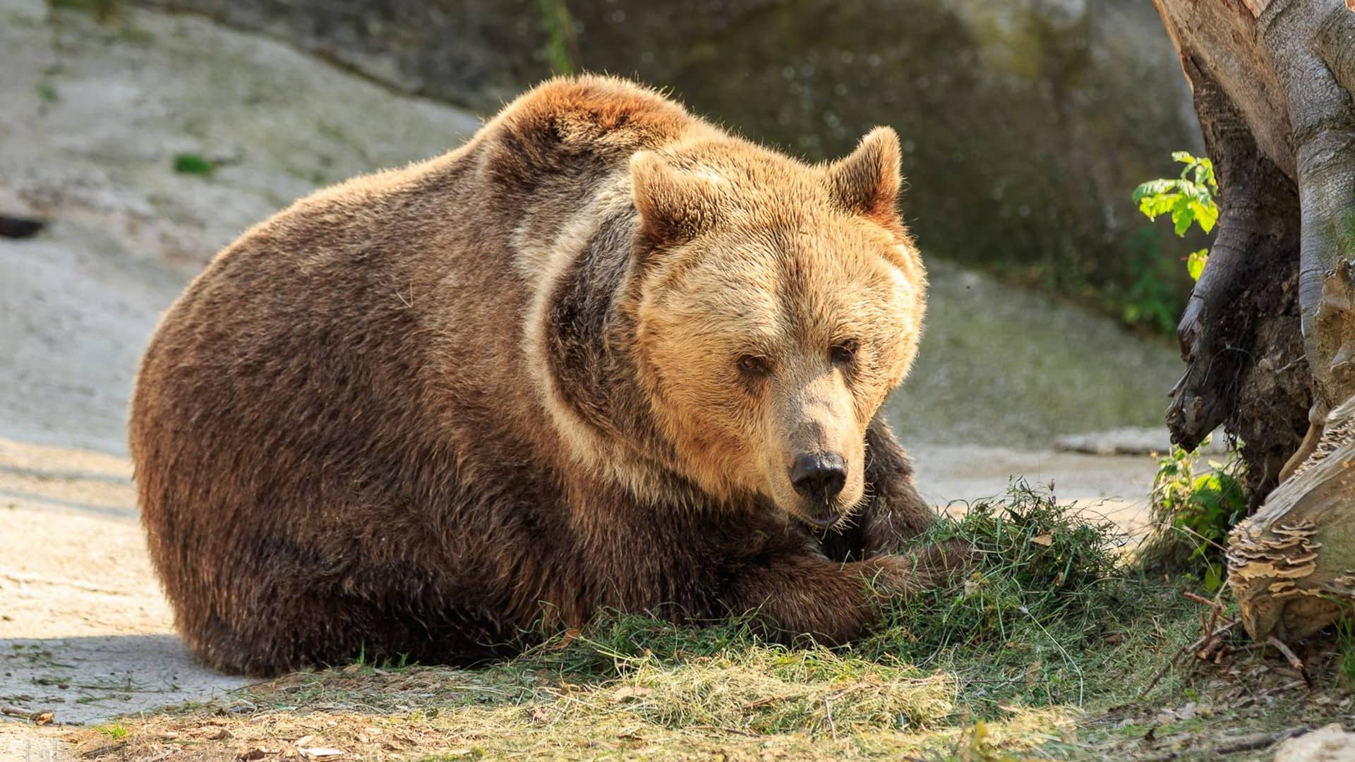 Miláčkem zdejší zoo jsou medvědi