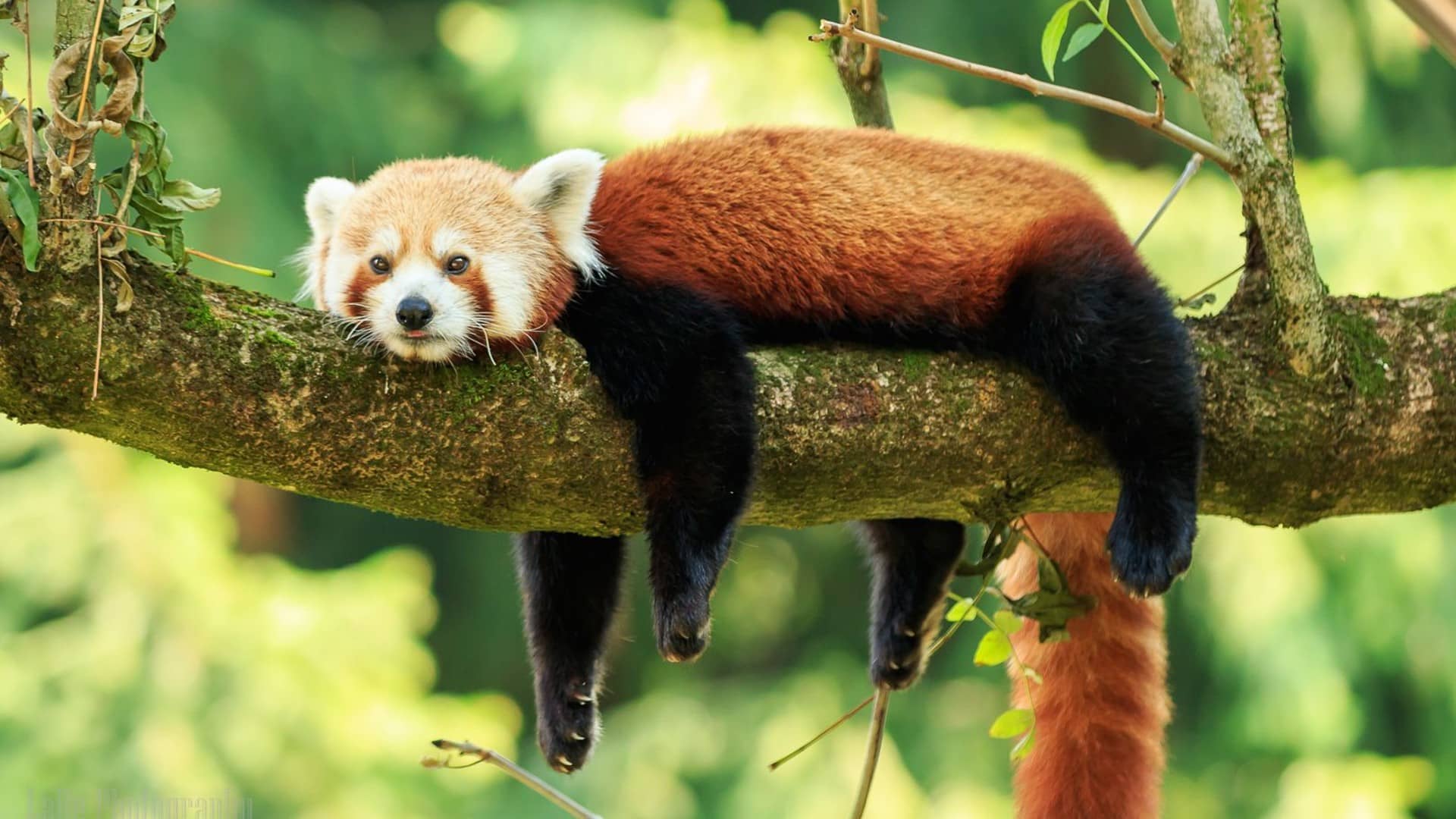 Zoo Bojnice průvodce - Prozradíme, čím vás nejvíc překvapí