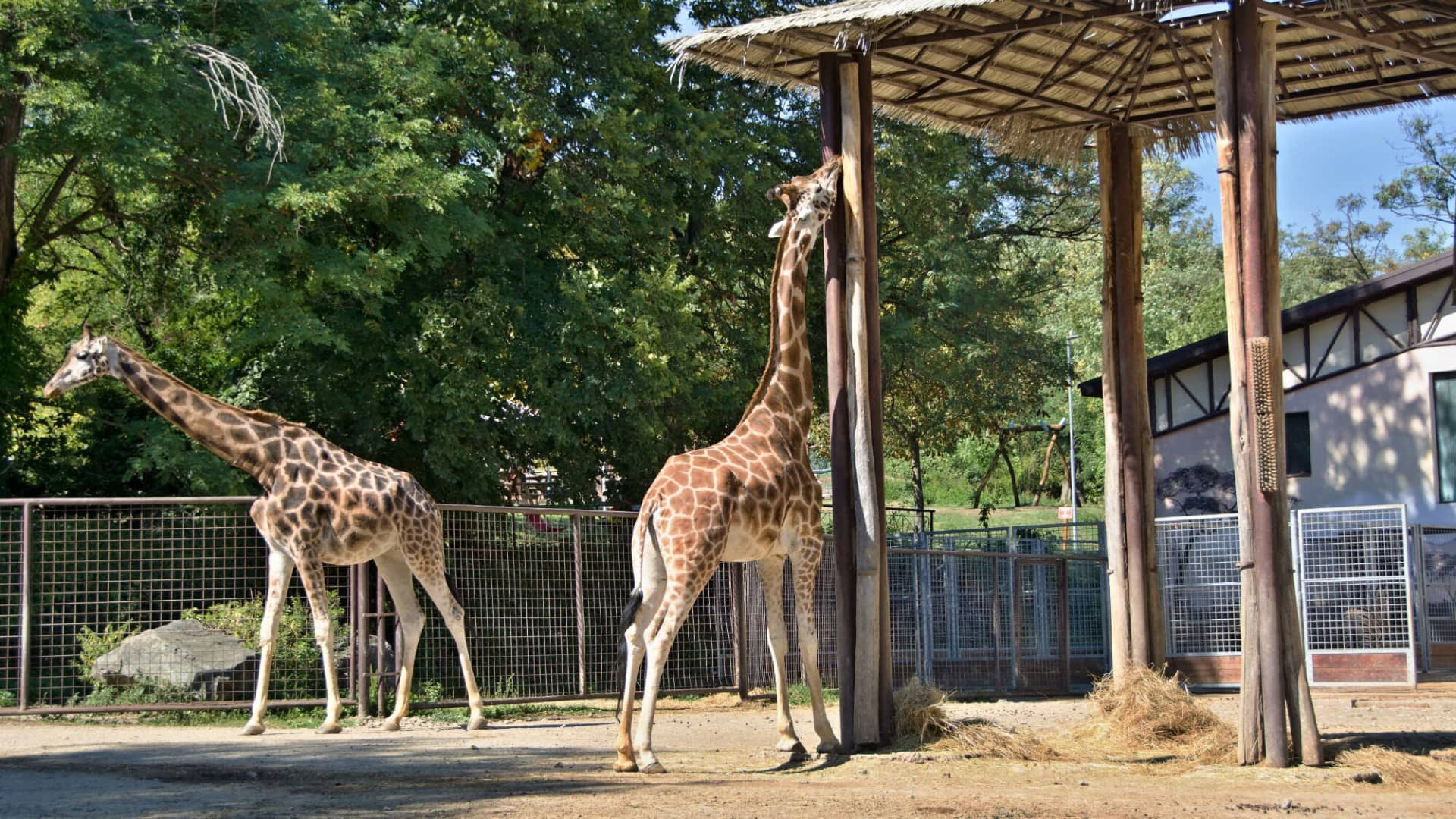 Zoo Bratislava upřímná recenze a průvodce vším, co tady vidět